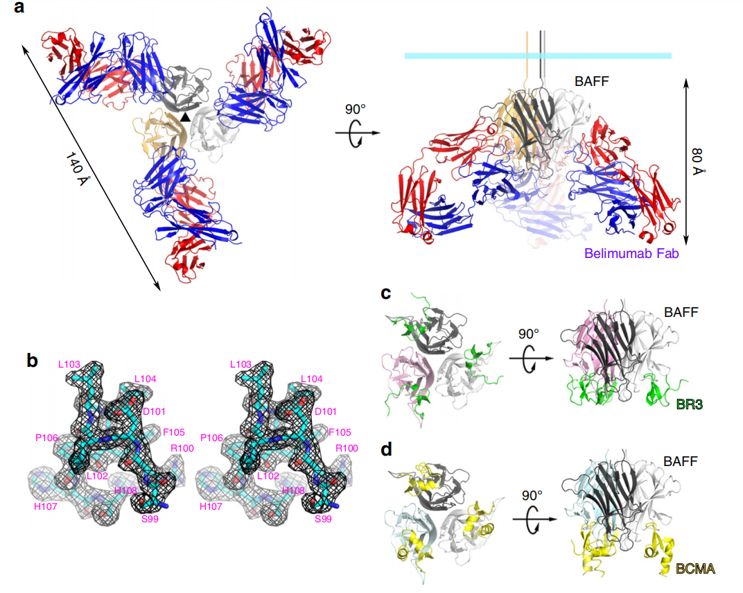B-cell activating factor BAFF