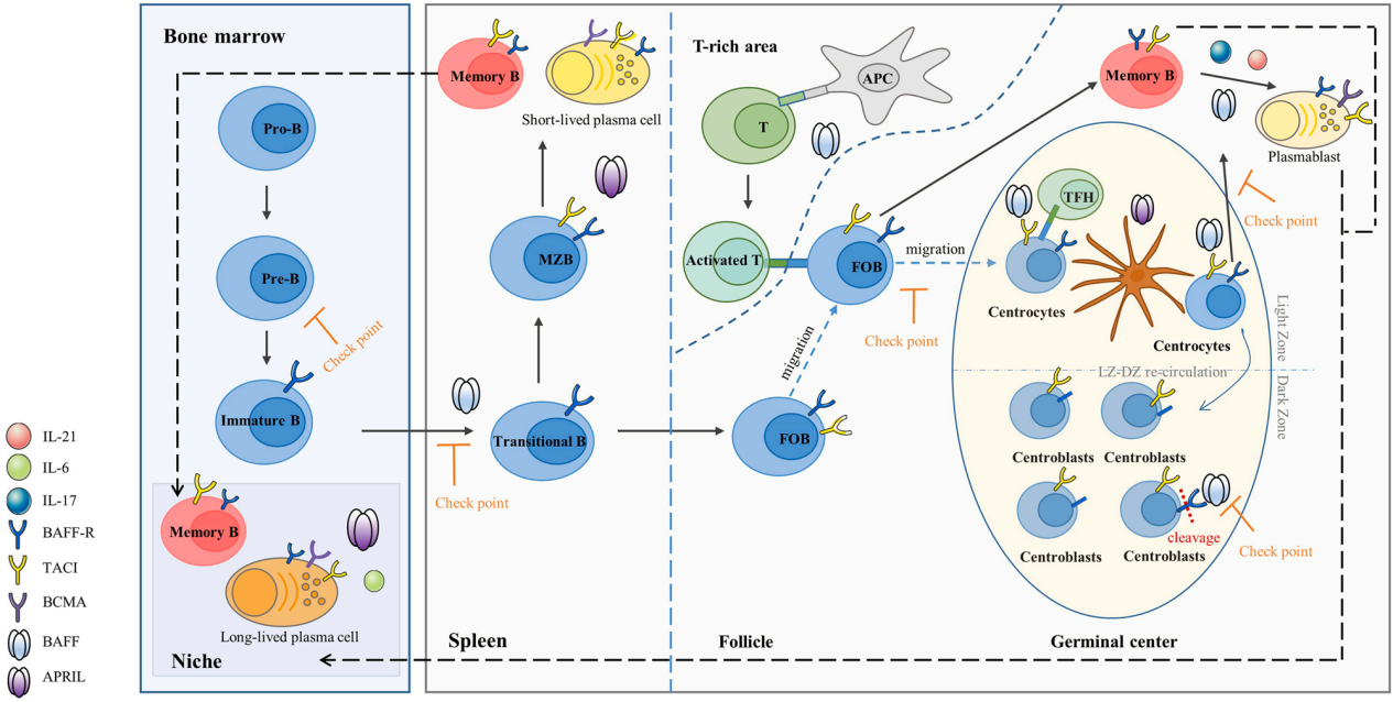 B-cell activating factor BAFF