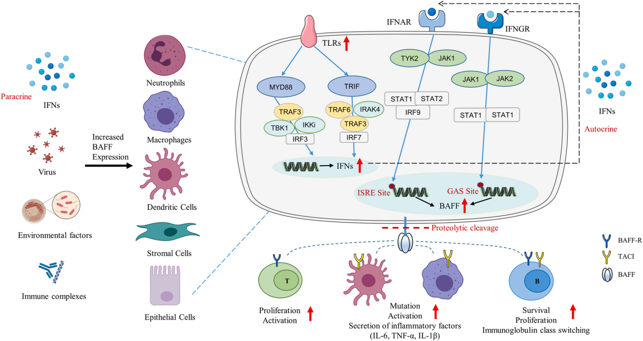 B-cell activating factor BAFF