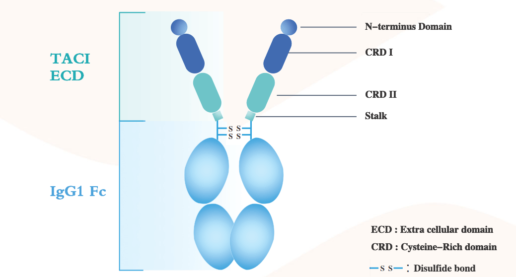 B-cell activating factor BAFF
