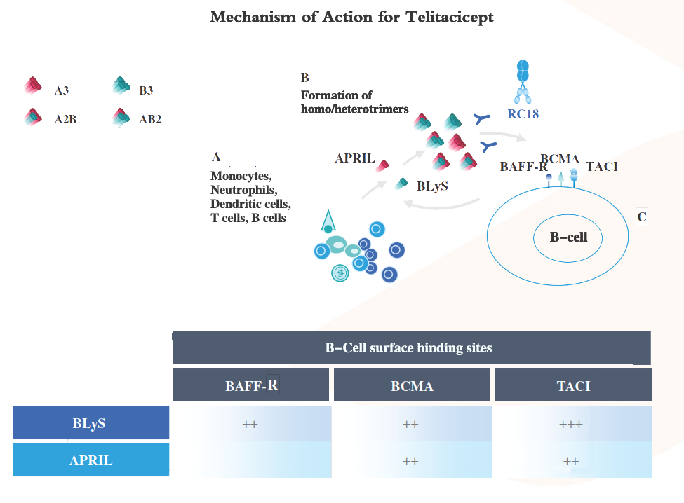 B-cell activating factor BAFF