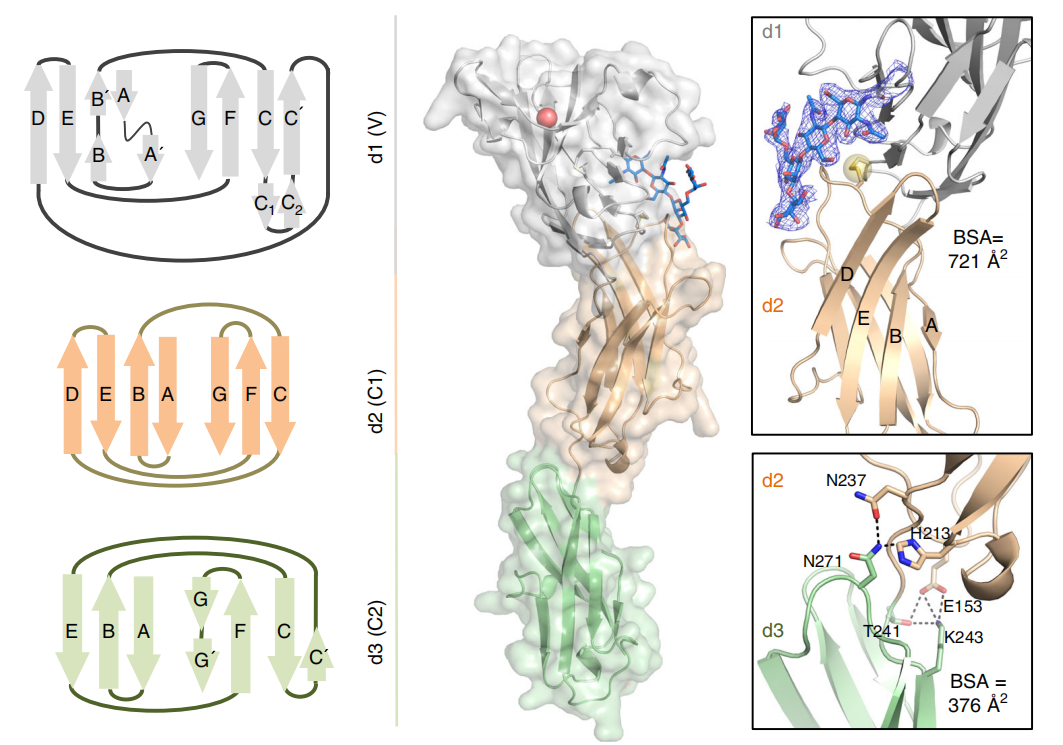 B cell immobilization receptor CD22