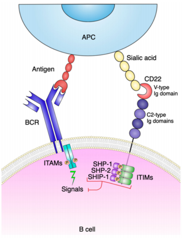 B cell immobilization receptor CD22