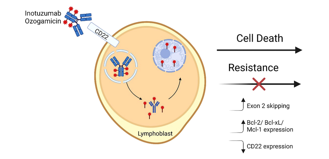 B cell immobilization receptor CD22