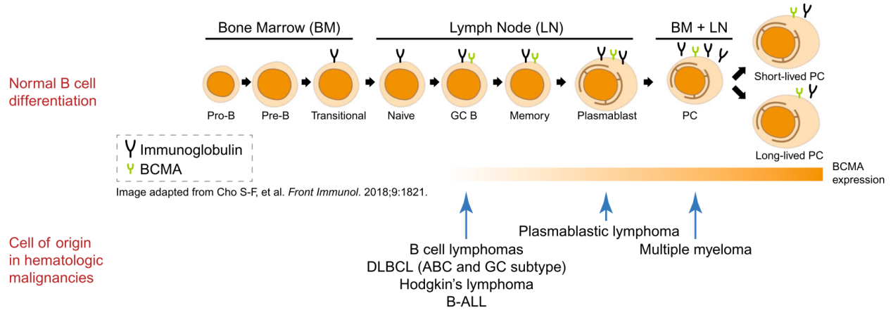 B cell maturation antigen BCMA