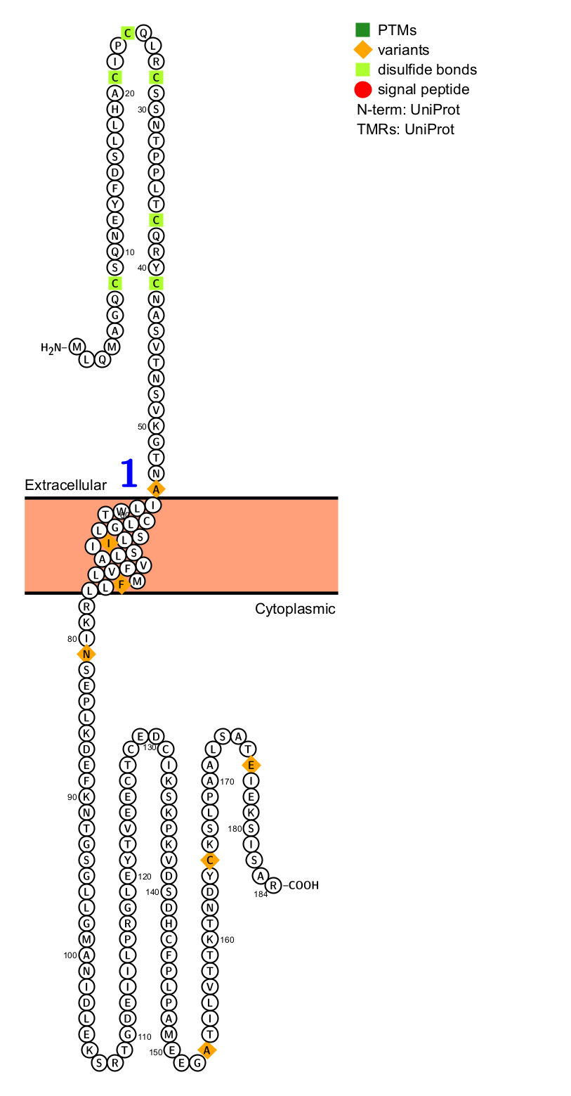 B cell maturation antigen BCMA