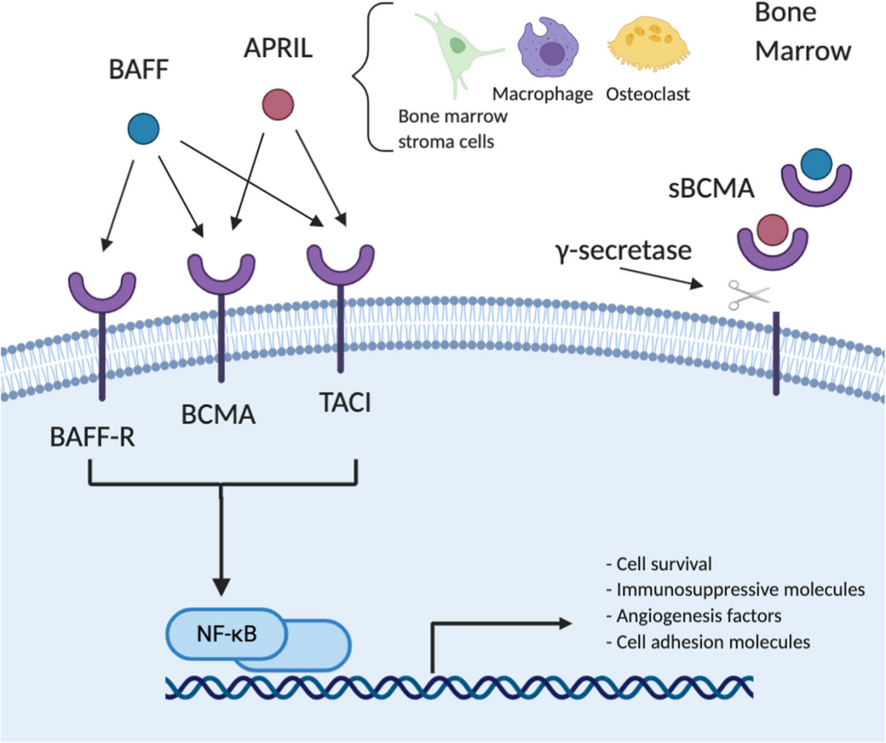 B cell maturation antigen BCMA