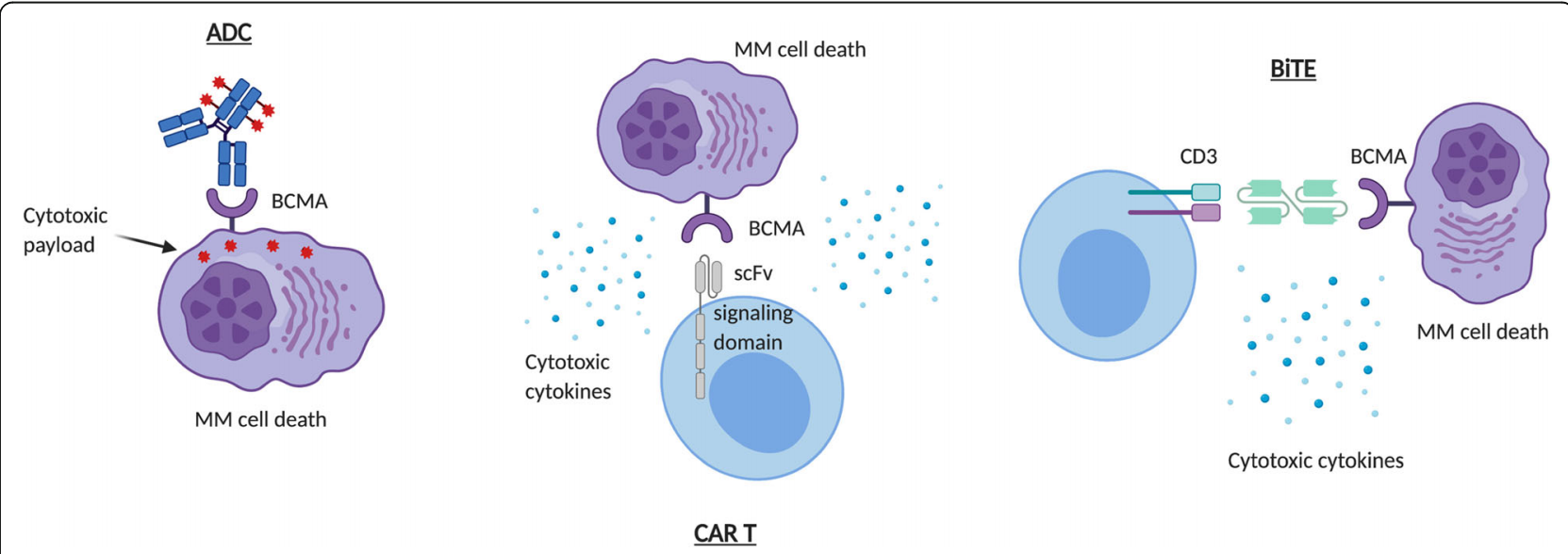 B cell maturation antigen BCMA