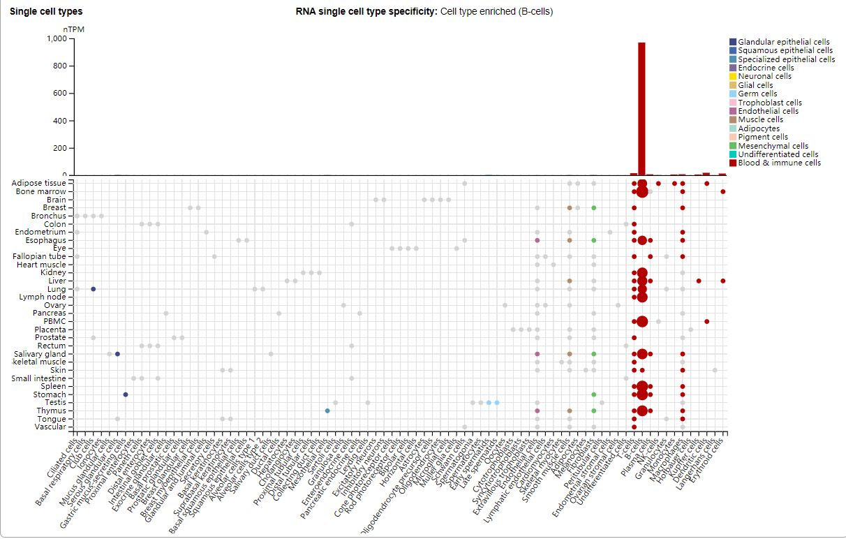 B-lymphocyte antigen CD20