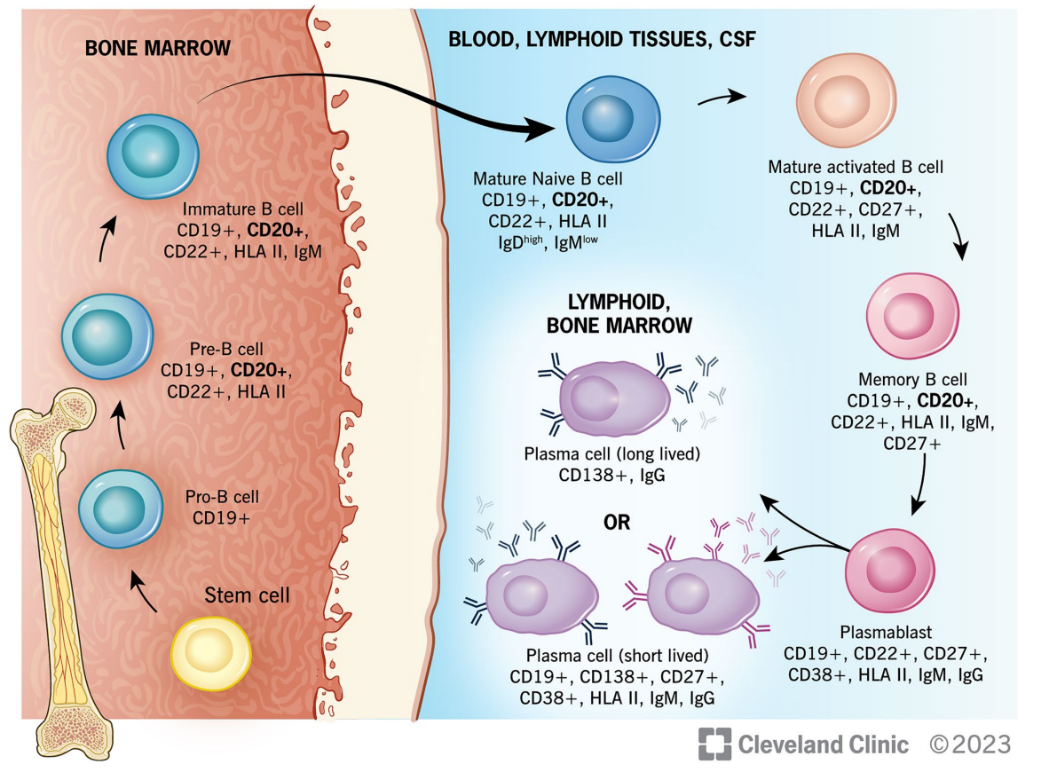B-lymphocyte antigen CD20