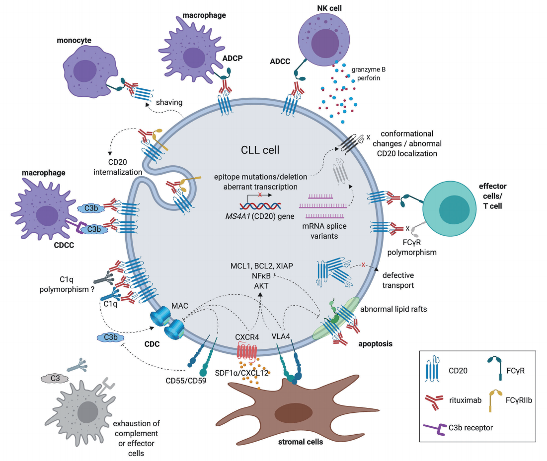 B-lymphocyte antigen CD20
