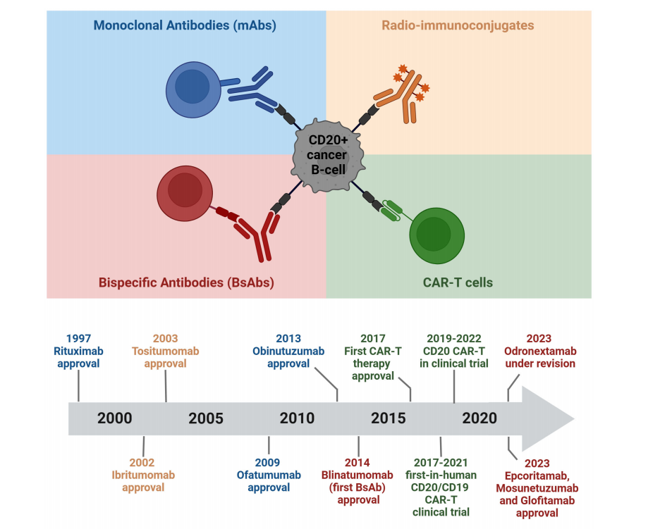 B-lymphocyte antigen CD20