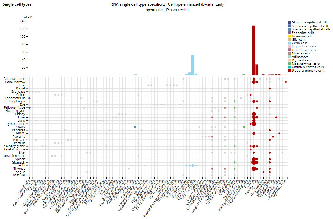 B-lymphocyte marker CD19