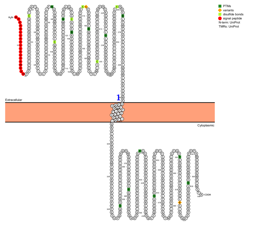 B-lymphocyte marker CD19