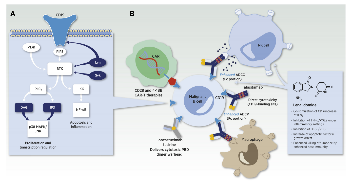 B-lymphocyte marker CD19