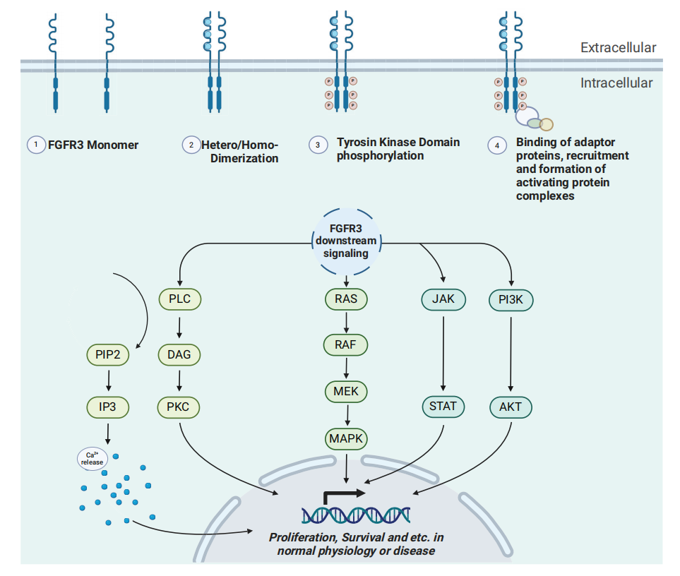 Bladder Cancer Treatment Target FGFR3