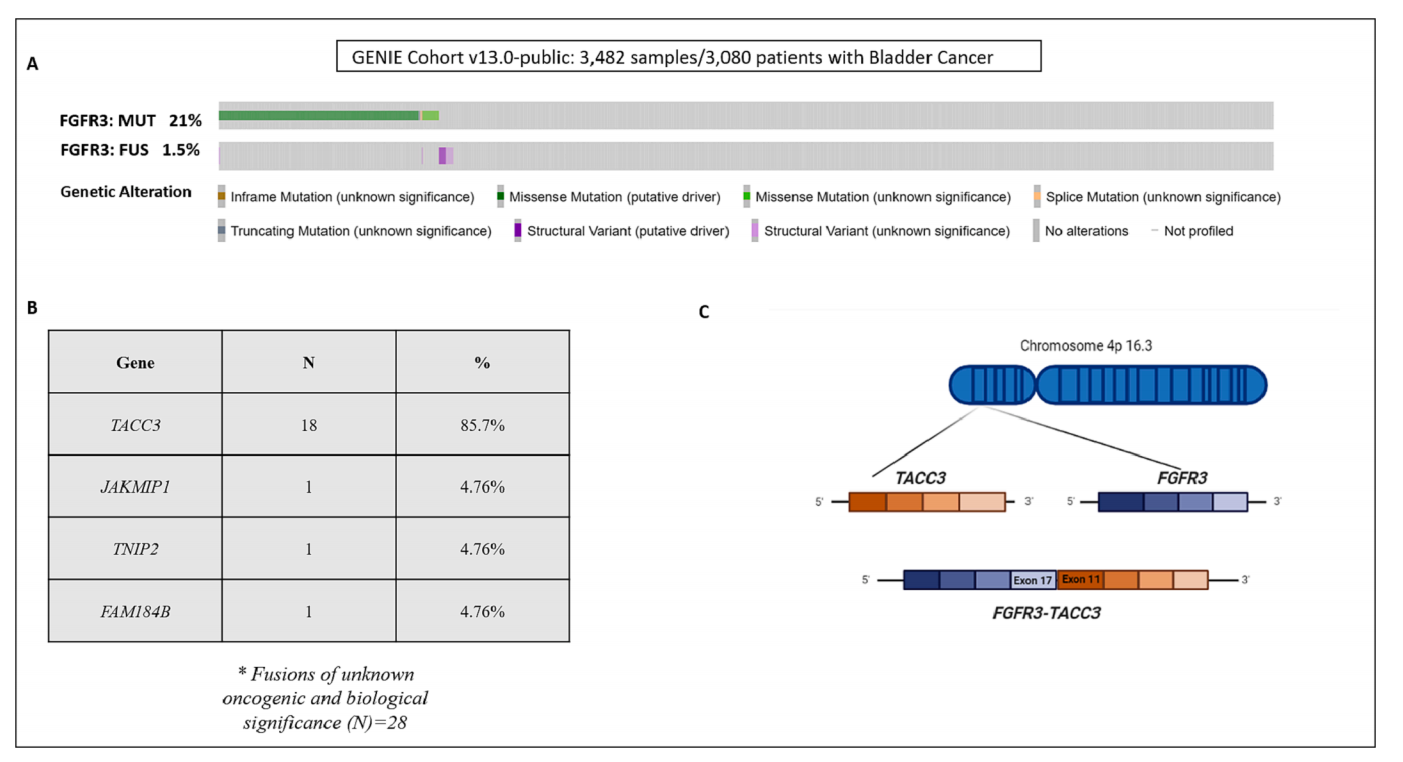 Bladder Cancer Treatment Target FGFR3
