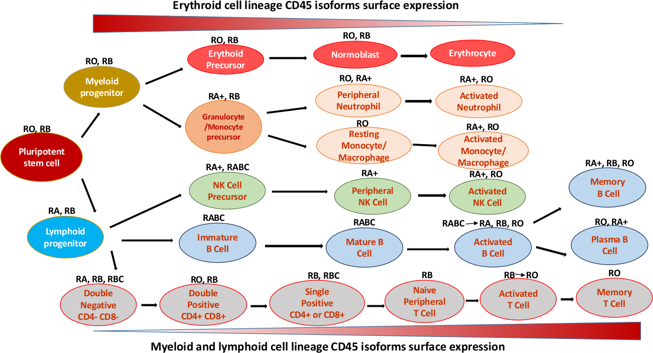 Blood cancer therapeutic target CD45