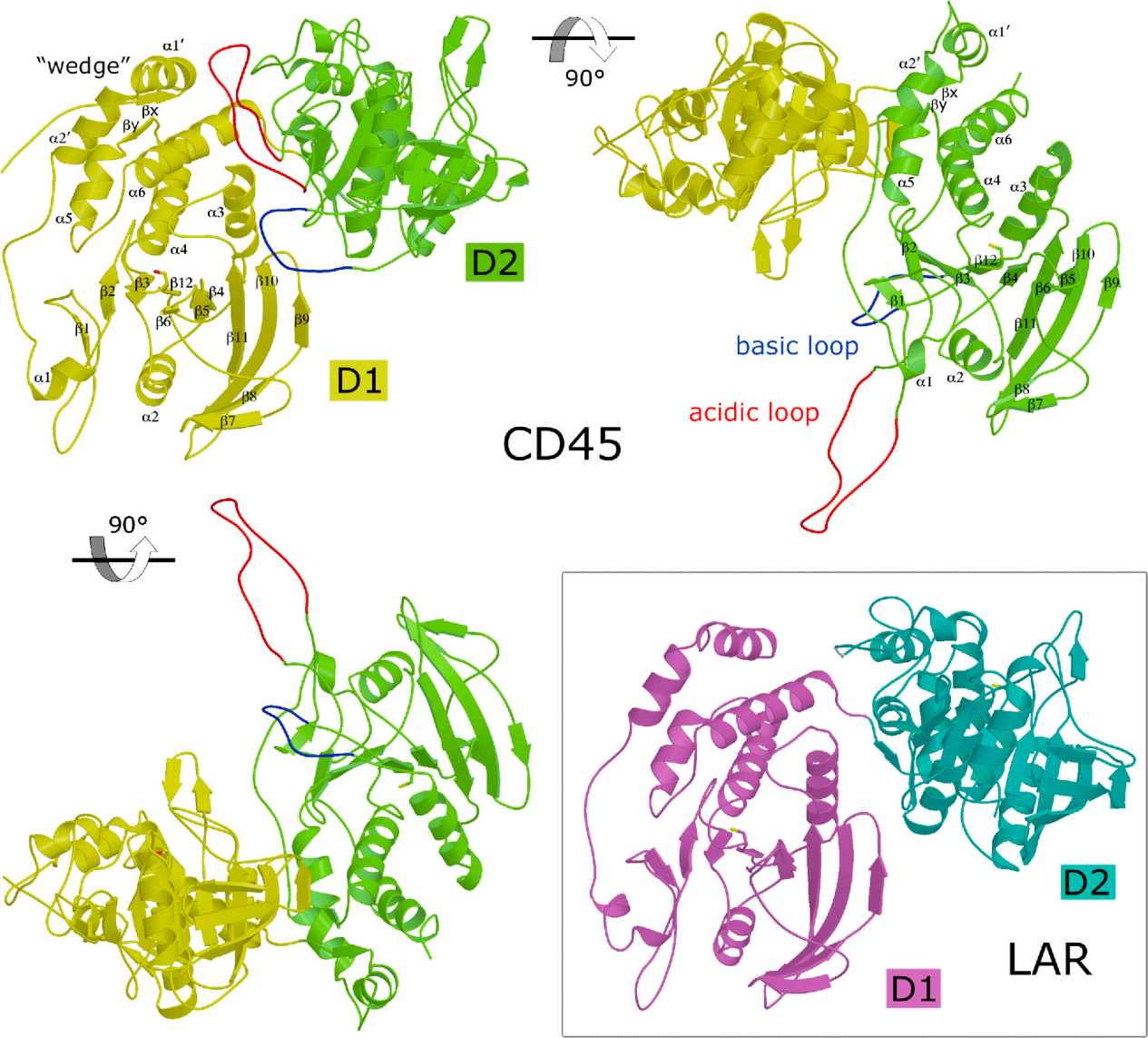Blood cancer therapeutic target CD45
