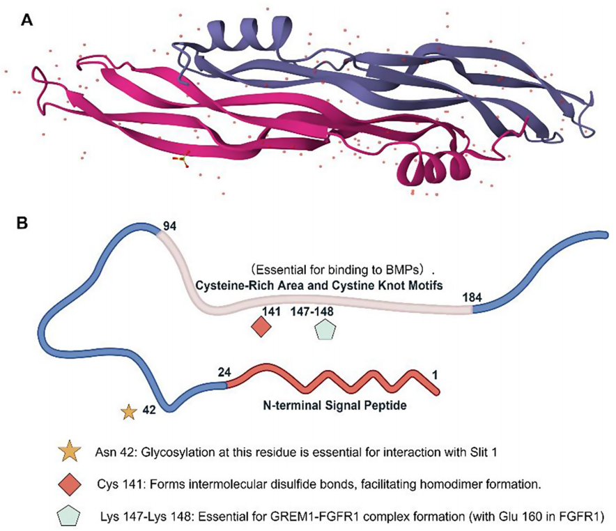 Bone morphogenetic protein antagonist GREM1