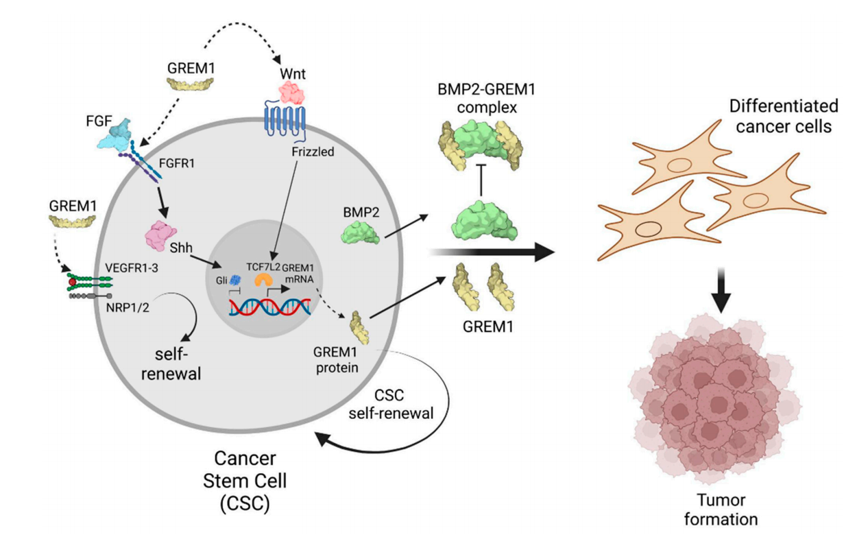 Bone morphogenetic protein antagonist GREM1