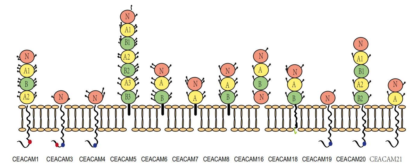 Broad spectrum tumor markers CEA