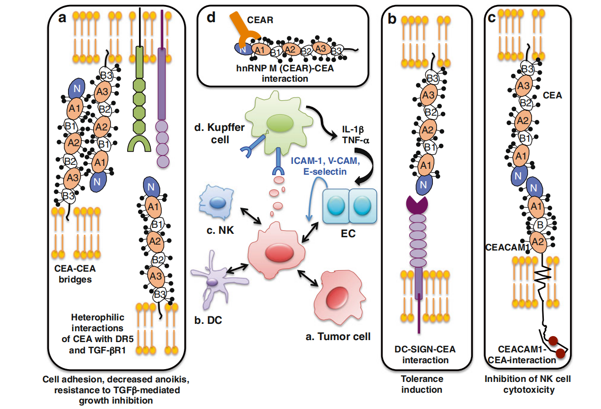 Broad spectrum tumor markers CEA