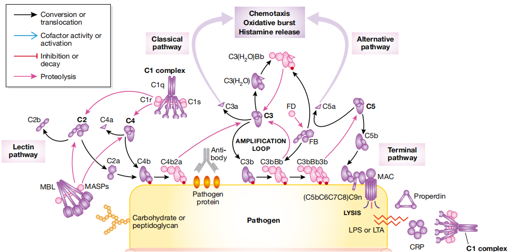 C5 The target of the complement system