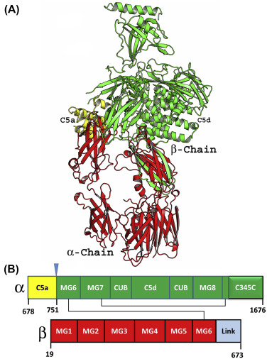C5 The target of the complement system