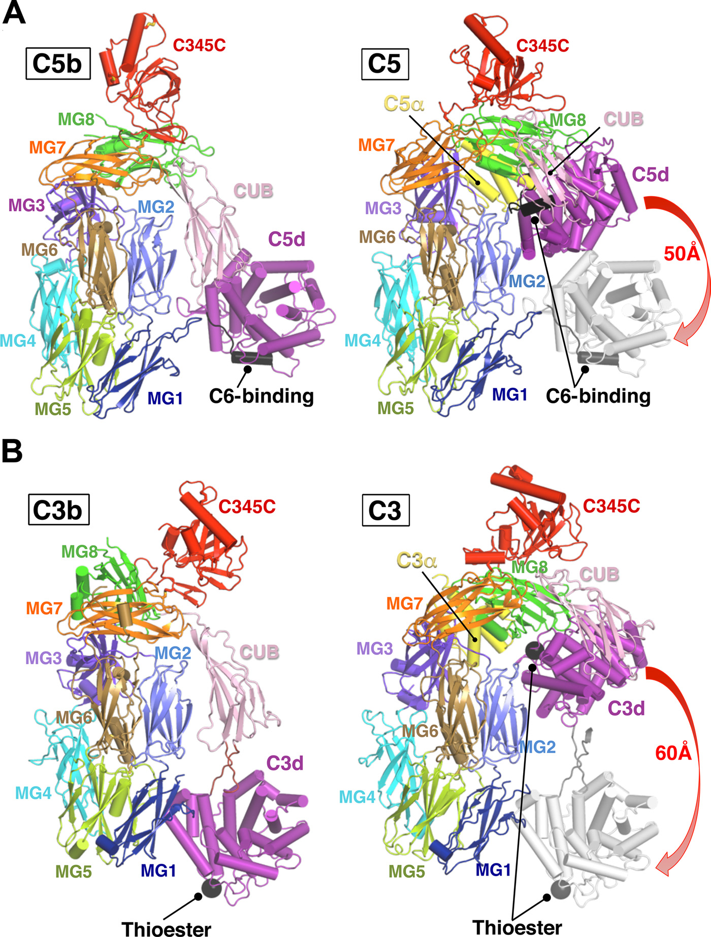 C5 The target of the complement system