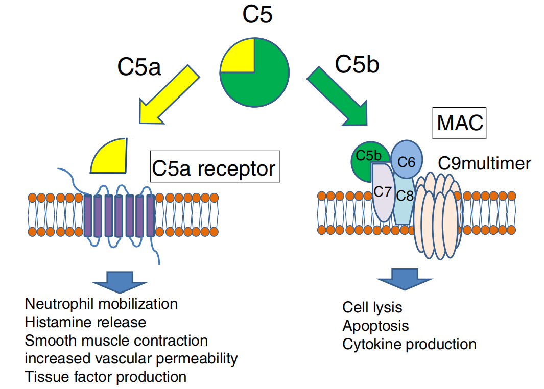 C5 The target of the complement system