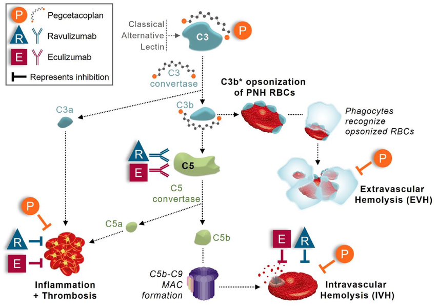 C5 The target of the complement system