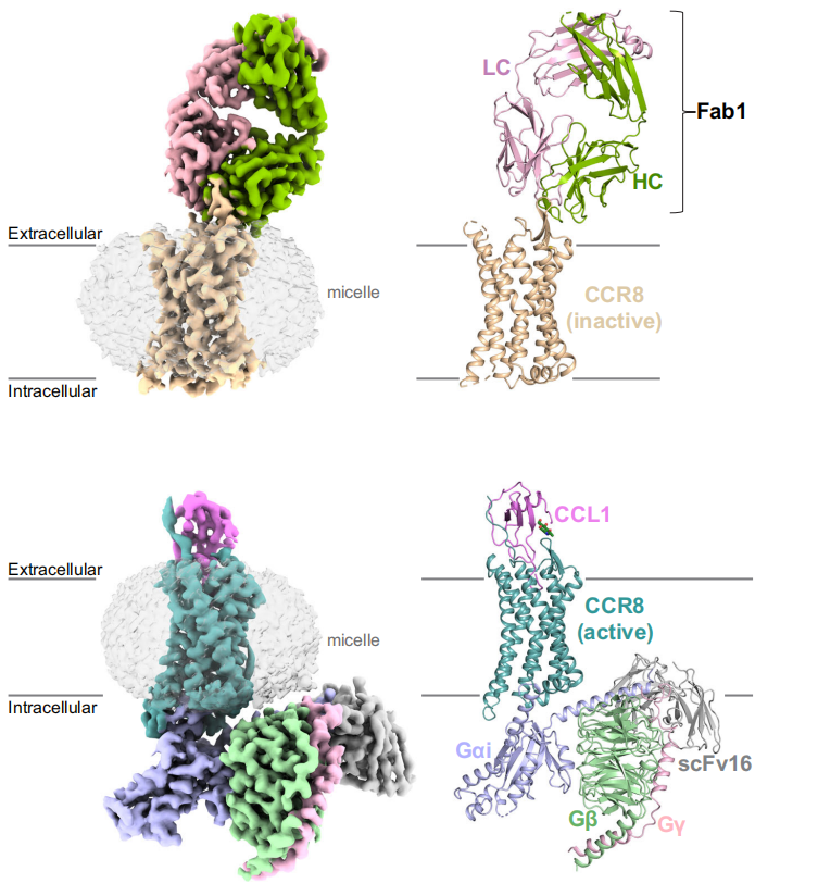 CCR8: a promising therapeutic target against tumor-infiltrating regulatory T cells