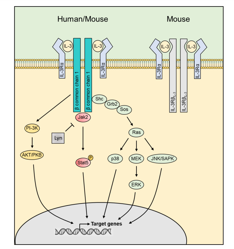 CD123 is a therapeutic target for blood diseases