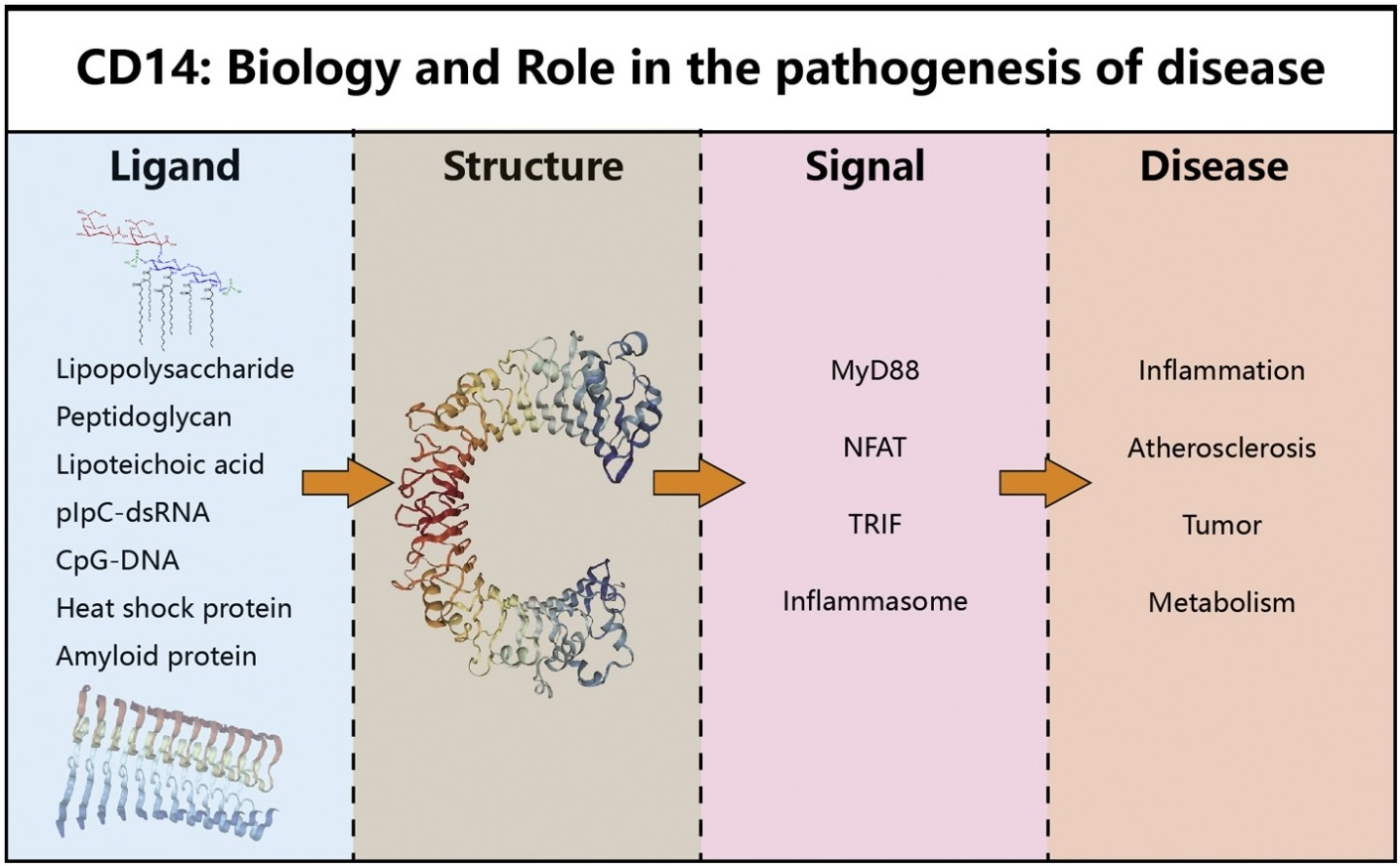 CD14: The pattern recognition receptor for LPS