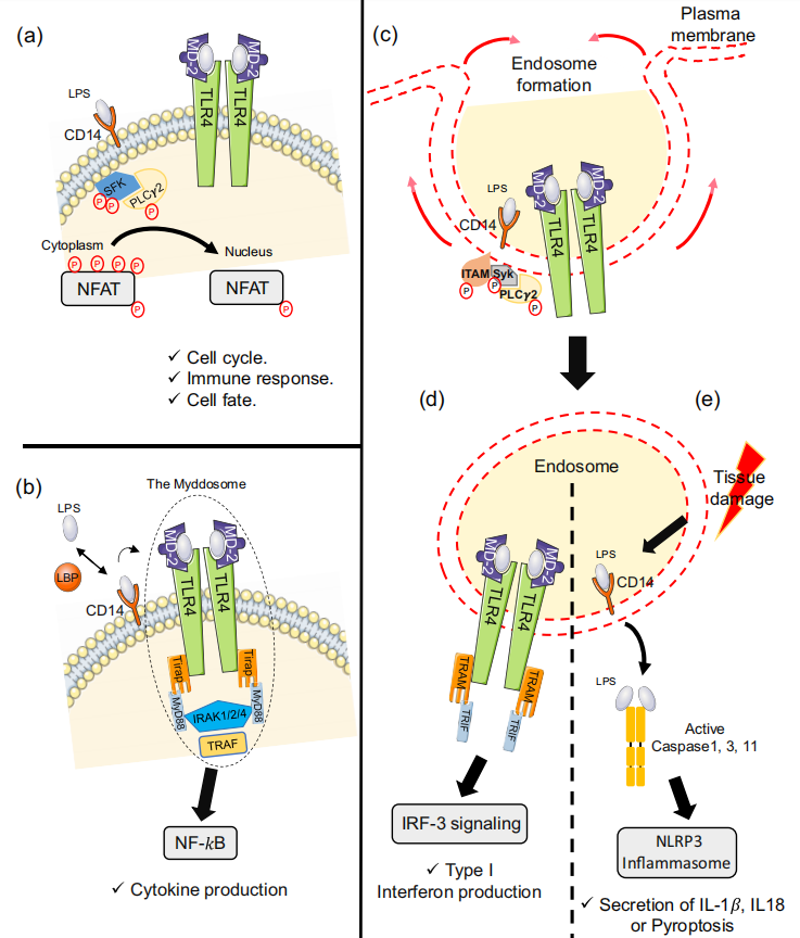 CD14: The pattern recognition receptor for LPS