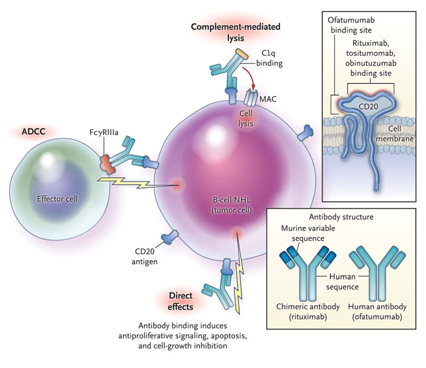 CD19 CD20 antibody fusion IL-15 protein dual targeted therapy for B-cell malignancies