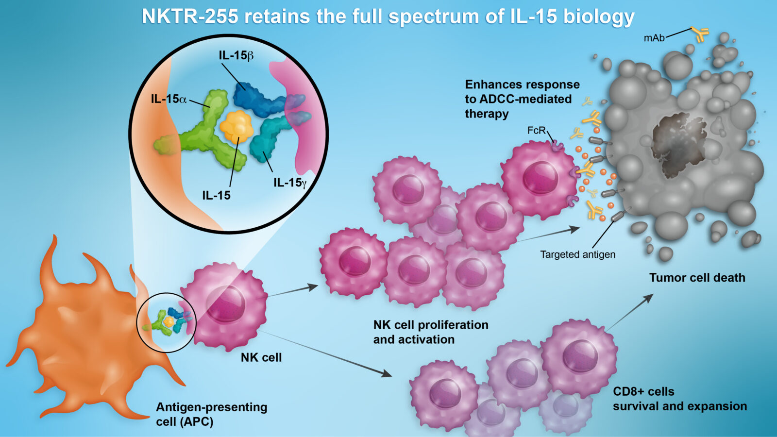 CD19 CD20 antibody fusion IL-15 protein dual targeted therapy for B-cell malignancies