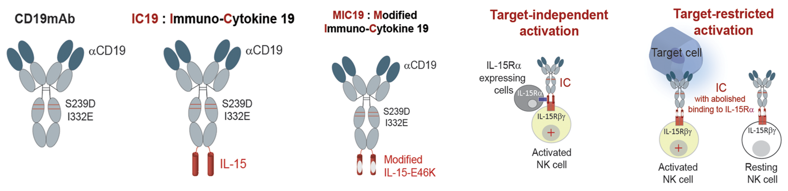 CD19 CD20 antibody fusion IL-15 protein dual targeted therapy for B-cell malignancies