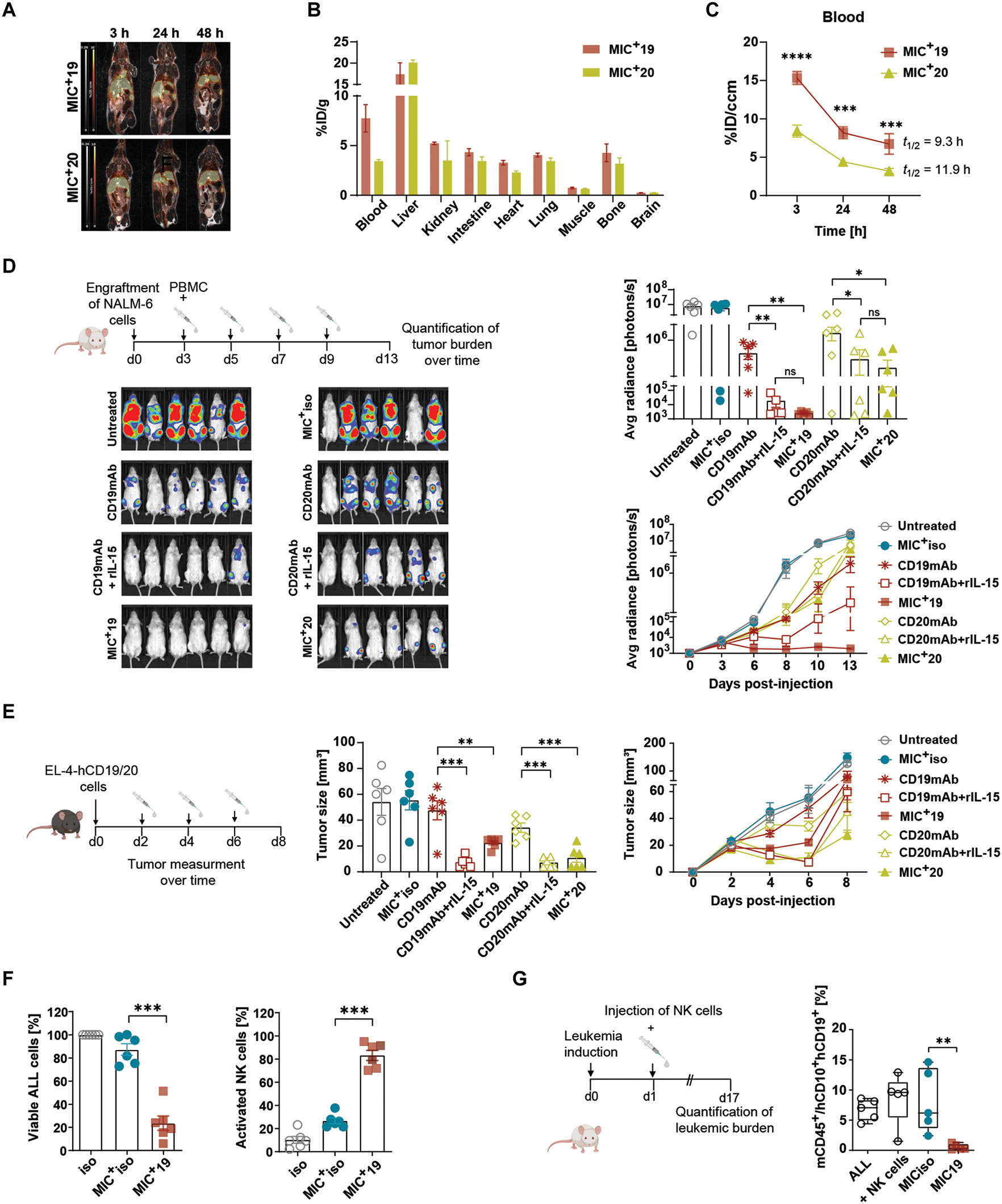 CD19 CD20 antibody fusion IL-15 protein dual targeted therapy for B-cell malignancies