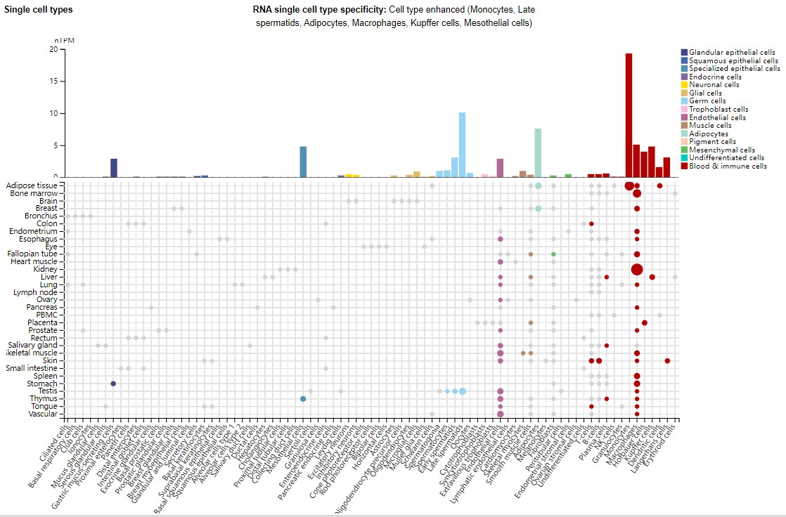 CD30 is a therapeutic target for lymphoma