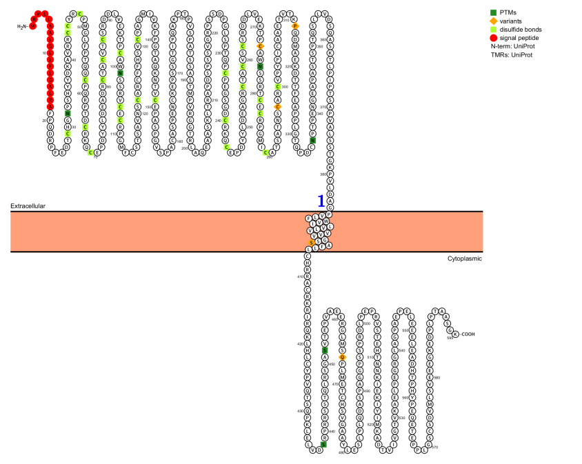 CD30 is a therapeutic target for lymphoma