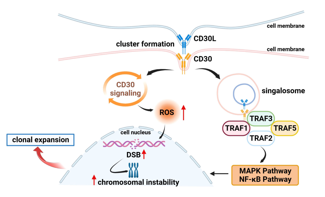 CD30 is a therapeutic target for lymphoma