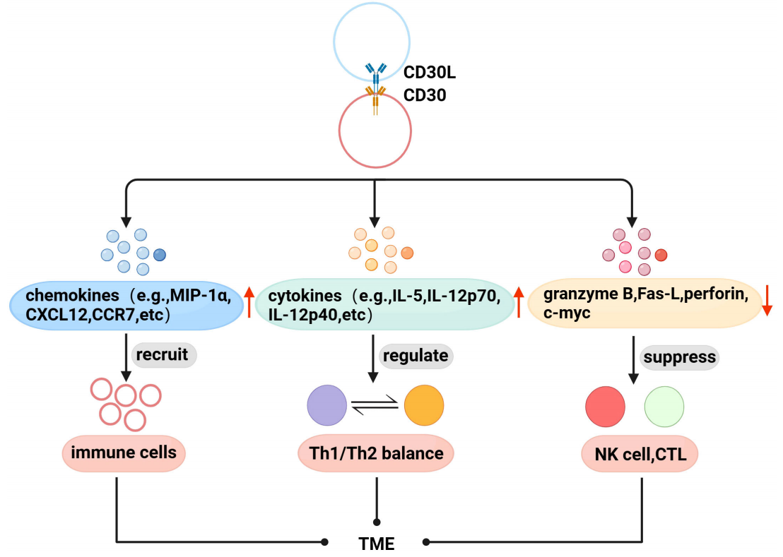 CD30 is a therapeutic target for lymphoma