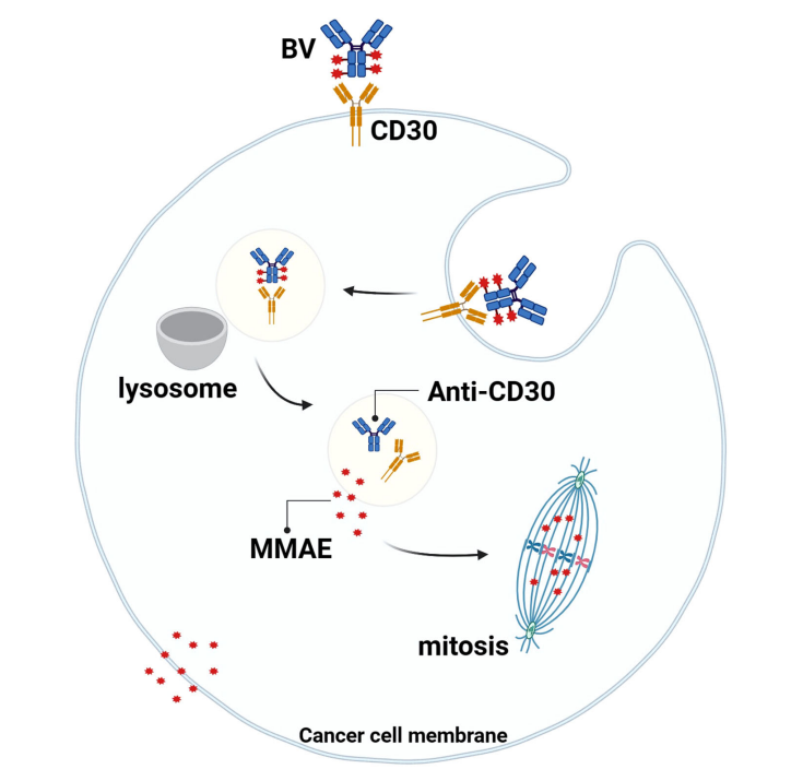 CD30 is a therapeutic target for lymphoma