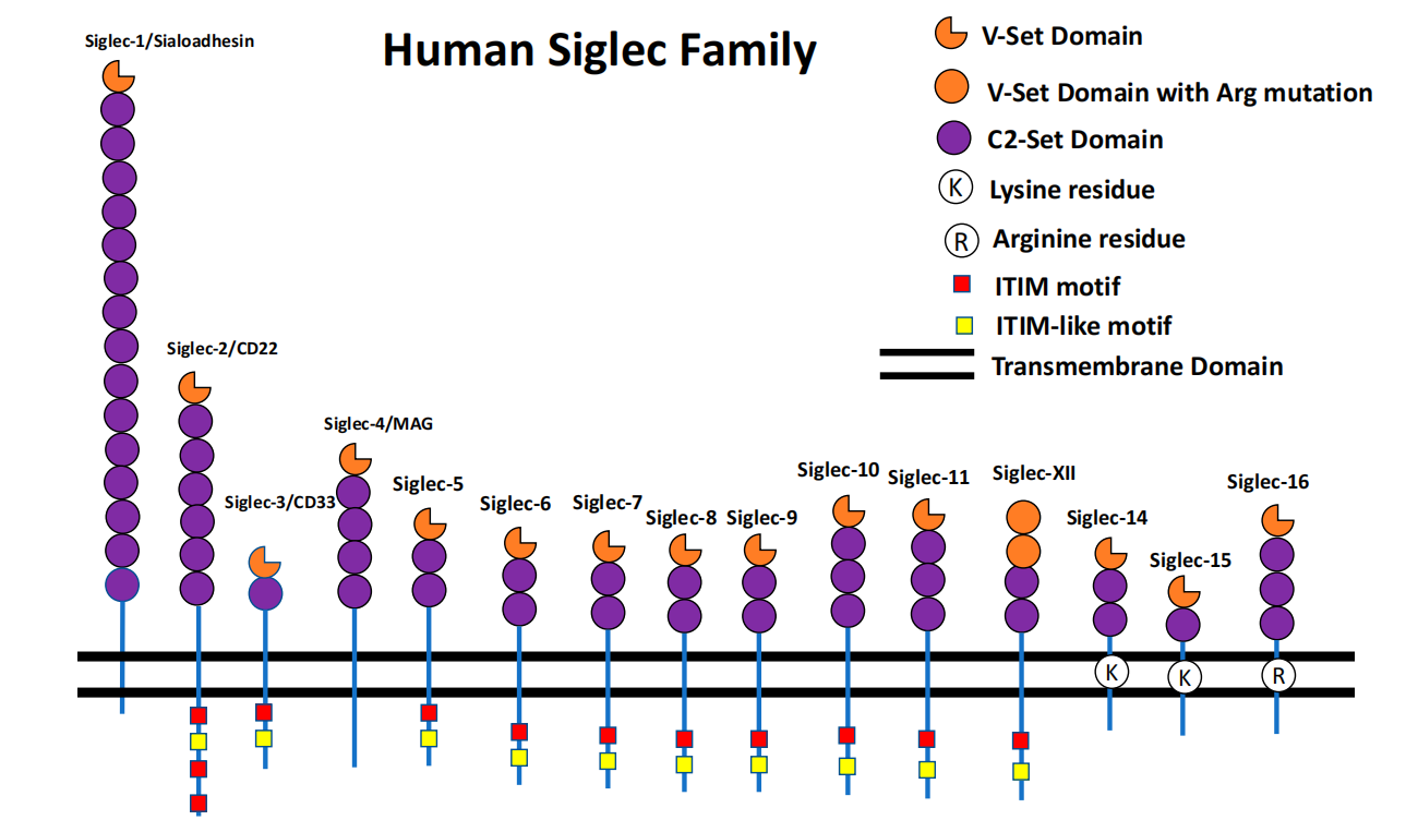 CD33 is a potential therapeutic target