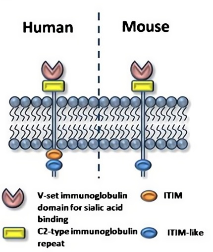 CD33 is a potential therapeutic target