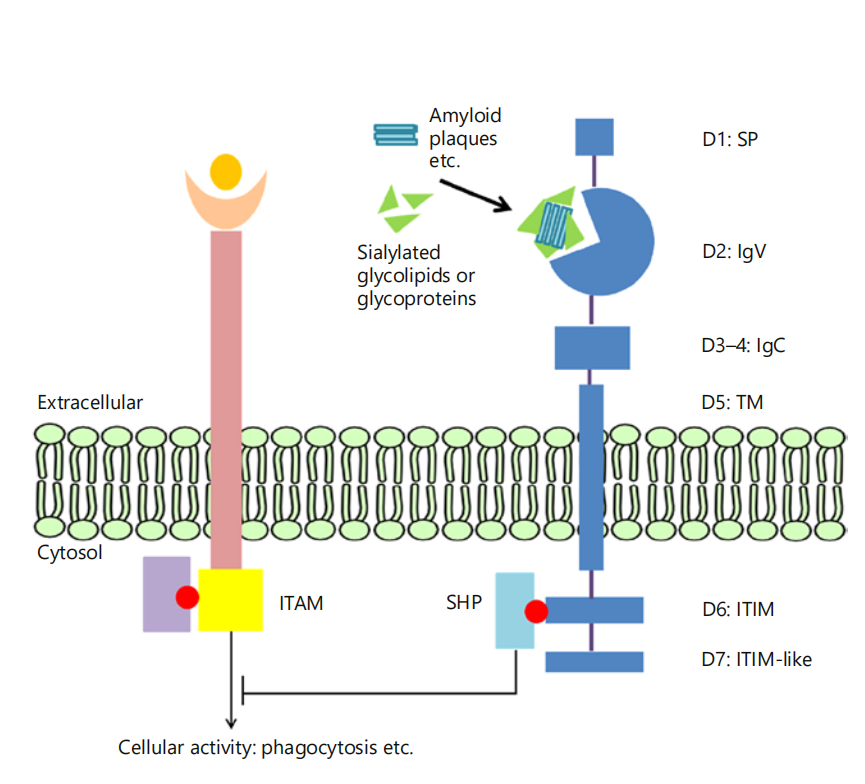 CD33 is a potential therapeutic target