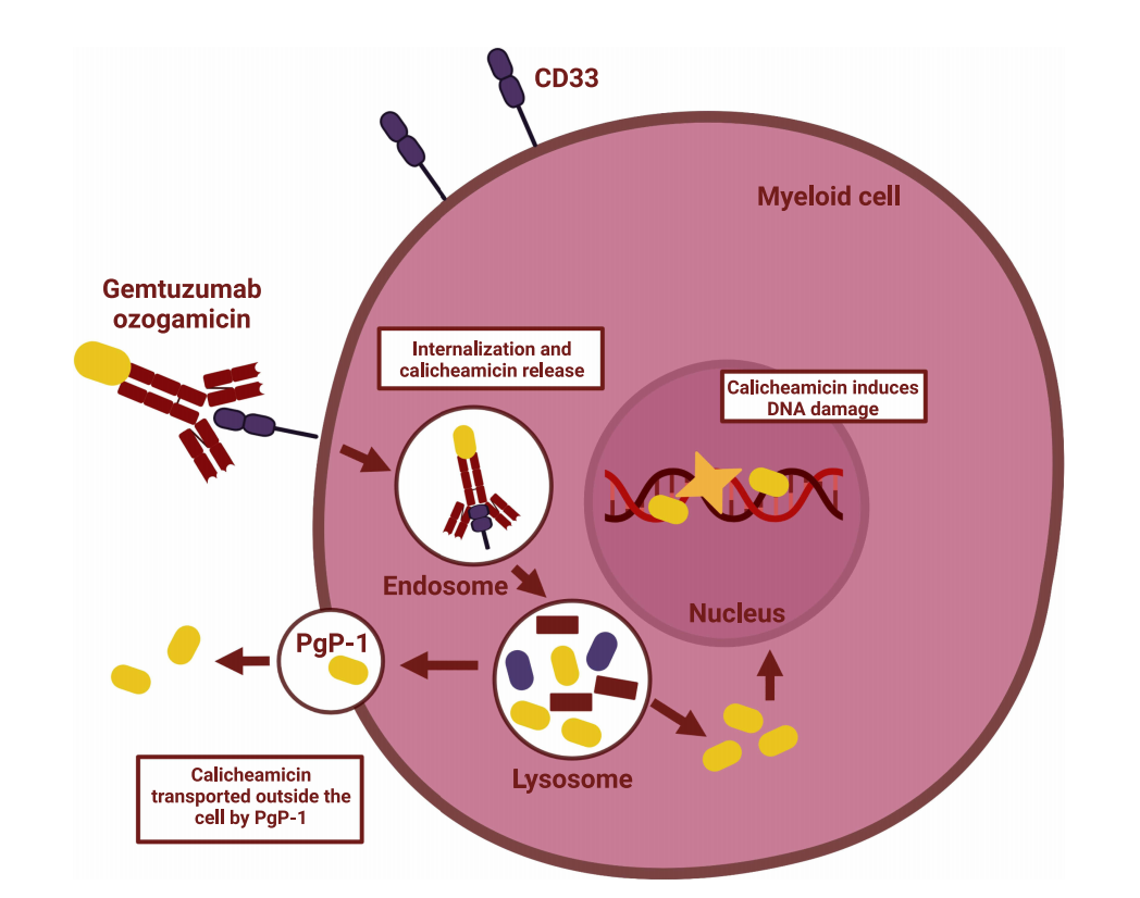 CD33 is a potential therapeutic target