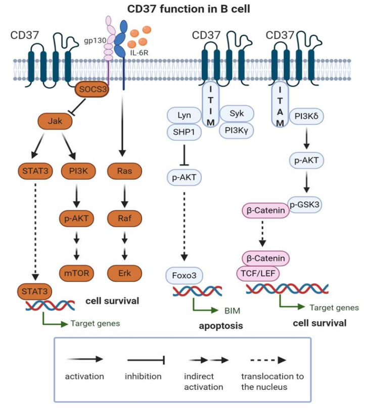 CD37 as a Therapeutic Target for Acute Myeloid Leukemia